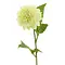  Dahlia George Cream