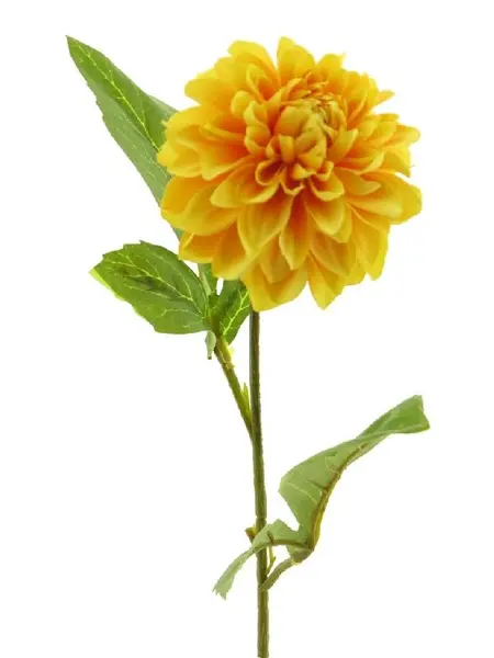 Dahlia George Jaune