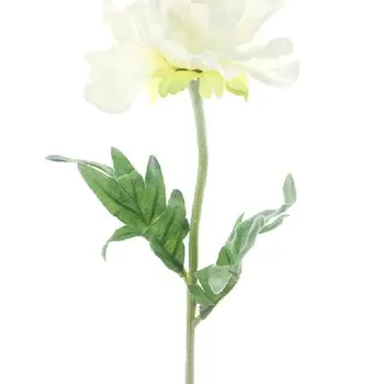Spray de coquelicot Pfalz Crème