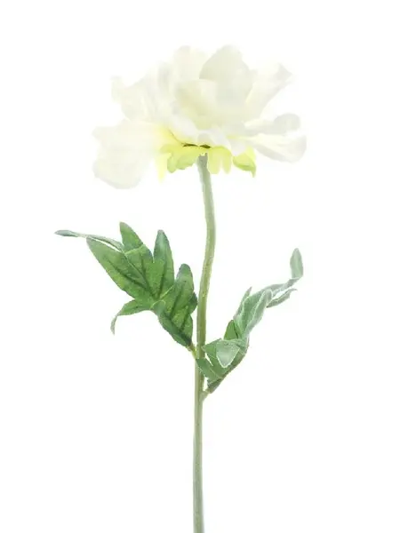 Poppy spray Pfalz Cream