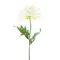  Poppy spray Pfalz Cream