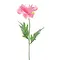 Spray de coquelicot Pfalz Rose