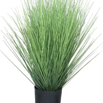Green Fescue Grass in Pot