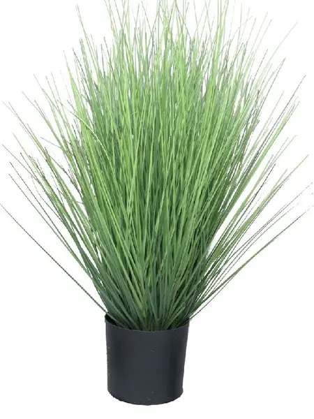 Groene Zwenkgras in pot