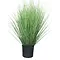  Green Fescue Grass in Pot