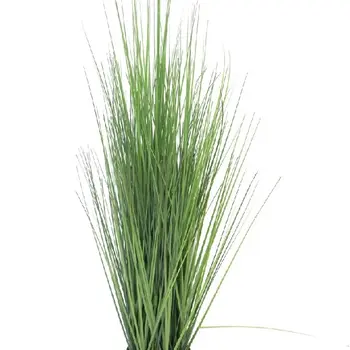 Fétuque Verte en Pot