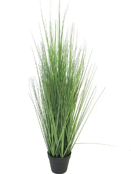 Groene Zwenkgras in pot
