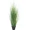  Fétuque Verte en Pot