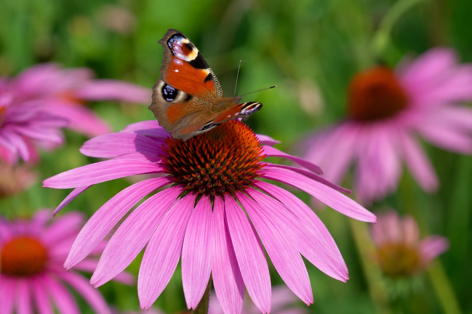 Vlinder en kleurrijke tuin