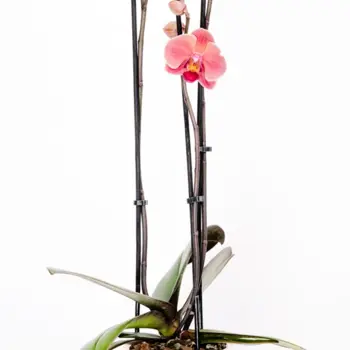 Salmon Pink orchid – Phalaenopsis