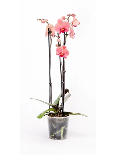 Vlinderorchidee Zalmroze – Phalaenopsis