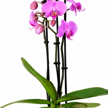 Vlinderorchidee Roze – Phalaenopsis