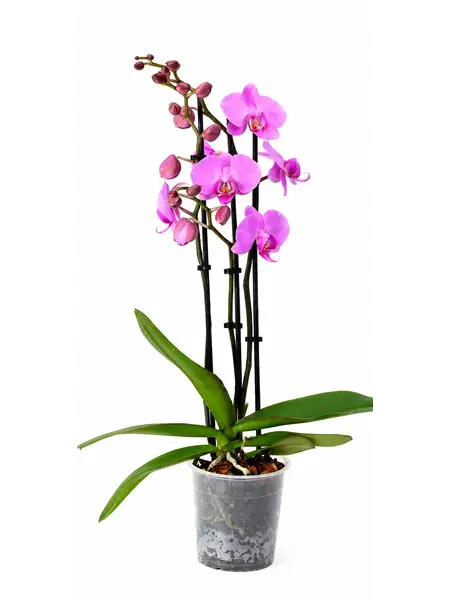 Orchidée Papillon Roze – Phalaenopsis