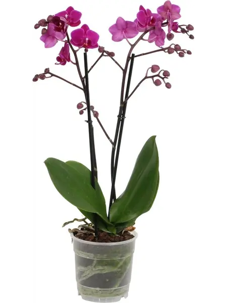 Orchidée Papillon Violette – Phalaenopsis