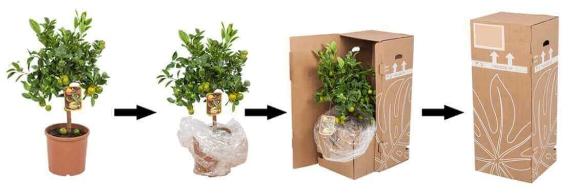 Step-by-step guide on how plants are securely packed and shipped by post by Firenze Bloemenatelier