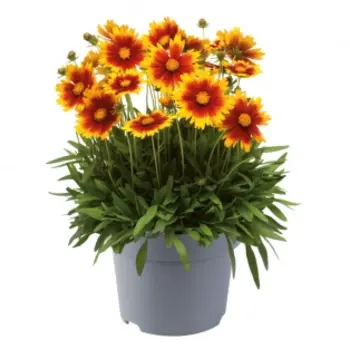 Coréopsis – Coreopsis