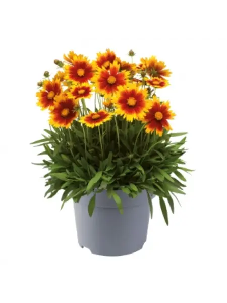 Meisjesogen – Coreopsis