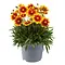  Tickseed – Coreopsis