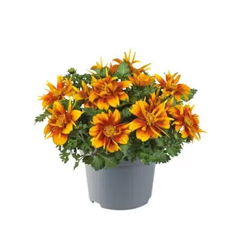 Tandzaad – Bidens Ferulifolia