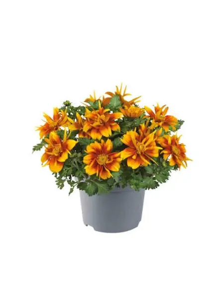 Tandzaad – Bidens Ferulifolia