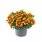  Tandzaad – Bidens Ferulifolia