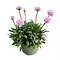  Thrift – Armeria 'Dreameria Daydream'