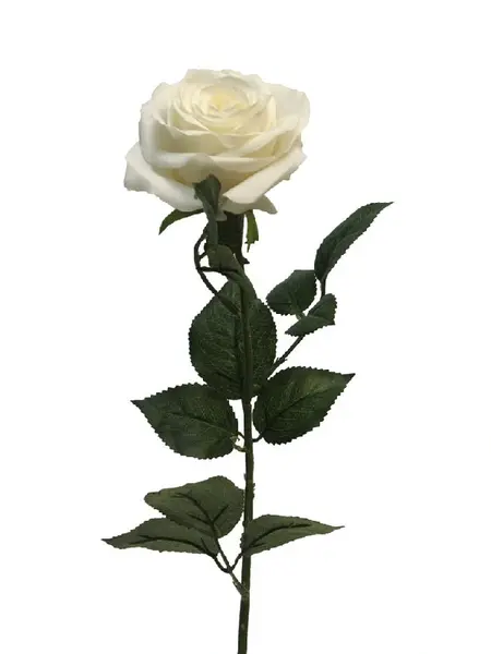 Rosa Dijon Cream