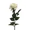  Rosa Dijon Cream