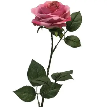 Roos Dijon Dark Pink