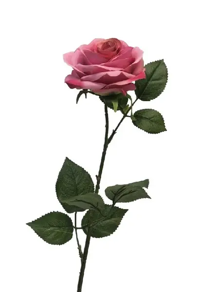 Roos Dijon Dark Pink