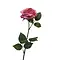  Roos Dijon Dark Pink