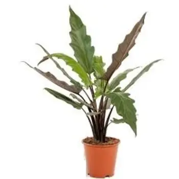 Elephant Ear – Alocasia Lauterbachiana