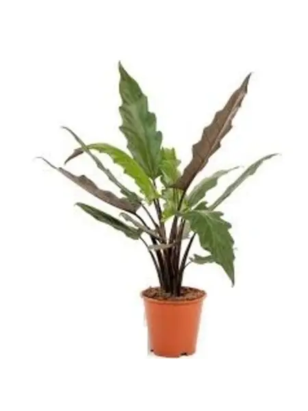 Elephant Ear – Alocasia Lauterbachiana