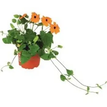 Thunbergia