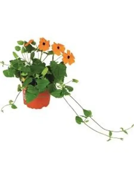 Thunbergia