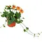  Thunbergia