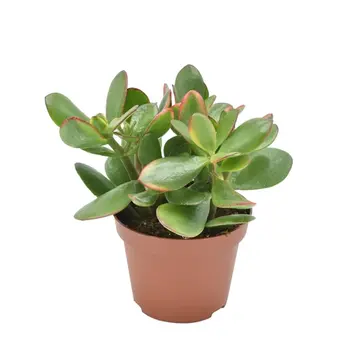 Gouden Jadeplant – Crassula ovata 'Sunset'