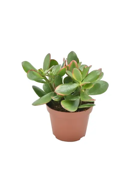 Gouden Jadeplant – Crassula ovata 'Sunset'