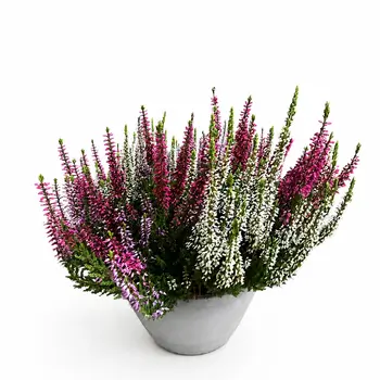 Bruyères d'été Trio Mix – Calluna Trio Mix
