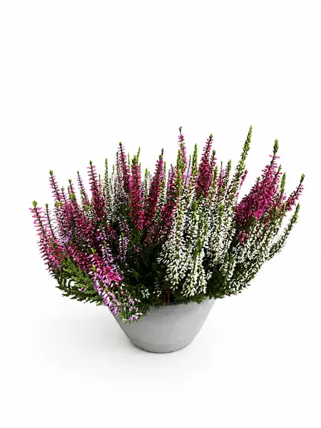 Heather Trio Mix – Calluna Trio Mix
