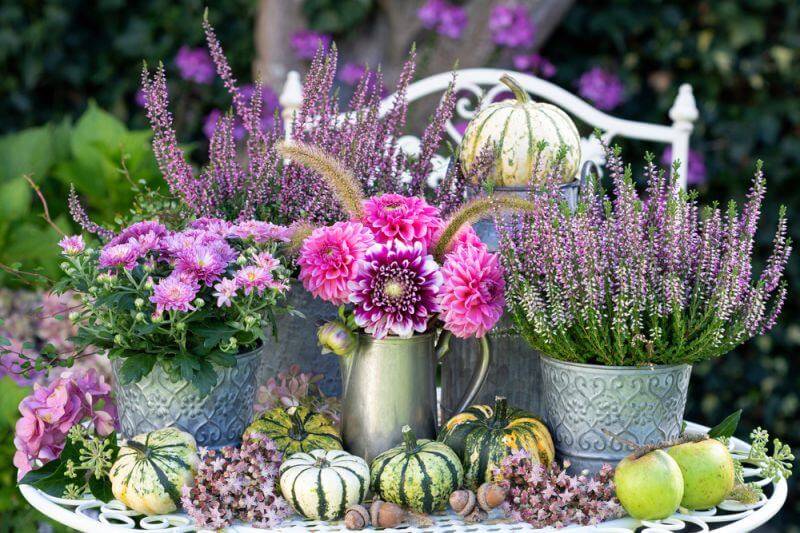van onze planten