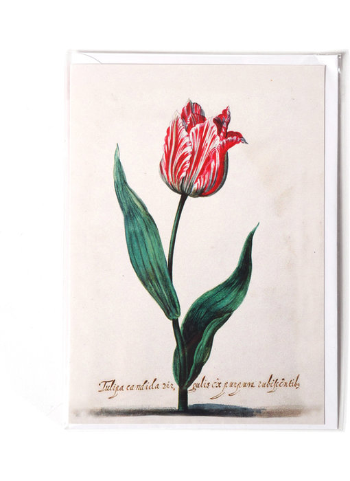 Card, Tulipa Candida, Van Swanenburch