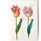 Card, Four Tulips and Insects, Marrel