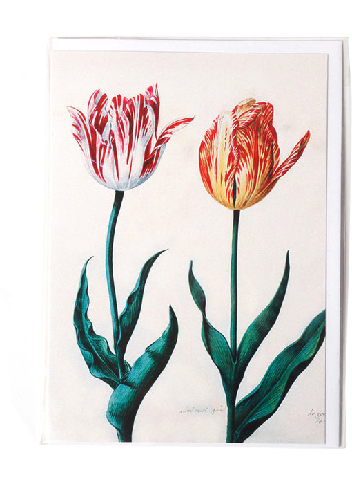 Doppelkarte, zwei Tulpen, Van Swanenburch