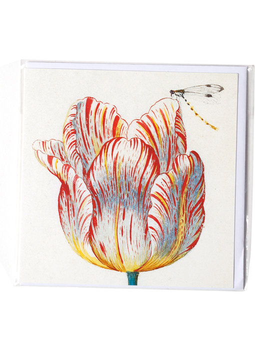 Doble tarjeta, blanco con tulipán rojo con insecto, Marrel