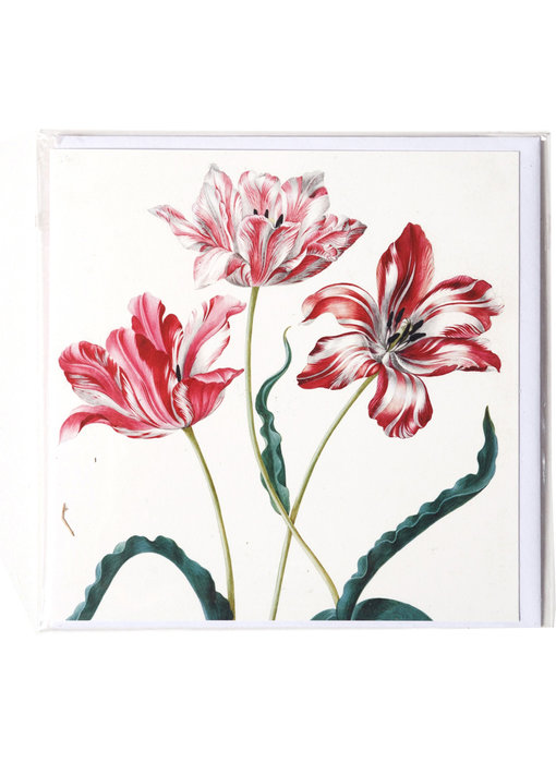 Card, Three Tulips, Merian, Teylers Collection