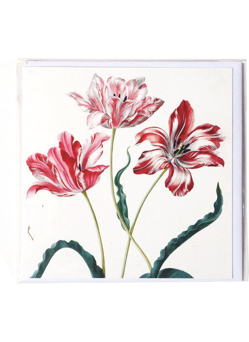 Dubbele kaart, Drie tulpen, Merian, Teylers Collectie