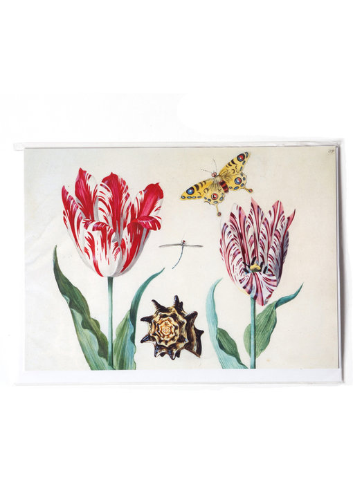 Doppelkarte, zwei Tulpen mit Muschel und Schmetterling, Marrel