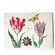 Dubbele kaart, Twee tulpen met schelp en vlinder, Marrel