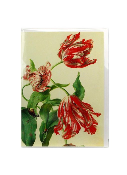 Card, Three Tulips, Henstenburgh